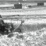 حقول القمح في عمان