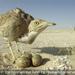 العثور على عش لطائر الحبارى في الأردن