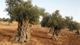 عن الذهب السائل: الزيتون في عهد المملكة الغسانية الأردنية