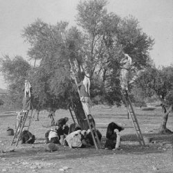 الزيتون ومنتجاته في الاقتصاد والغذاء الأردني